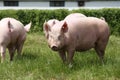 Pigs farming raising breeding in animal farm rural scene Royalty Free Stock Photo