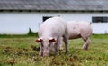 Pigs farming raising breeding in animal farm rural scene Royalty Free Stock Photo