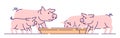 Pigs feeding flat vector illustration. Livestock farming, animal husbandry and breeding cartoon concept with outline