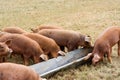 Pigs Feeding Time Royalty Free Stock Photo
