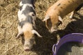 Pigs at feeding time Royalty Free Stock Photo
