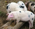 Pigs Feeding time Royalty Free Stock Photo