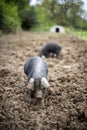 Pigs in a Field