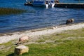 Pigs in a field of salar de Uyuni in Bolivia