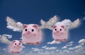 Pigs Fly