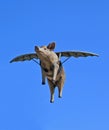 When Pigs Fly Royalty Free Stock Photo