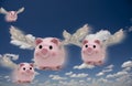 Pigs fly