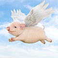 When pigs fly concept. Cute little piggy with wings flying through the air. Royalty Free Stock Photo