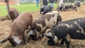 Pigs foraging for food with their snouts on the ground Royalty Free Stock Photo