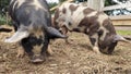 Pigs foraging together for food with snouts in the ground