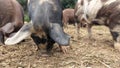 Pigs foraging with snouts in the ground for food