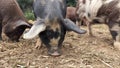 Pigs foraging together for food with snouts in the ground