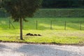 Pigs on free range farm Royalty Free Stock Photo