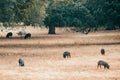 Pigs on grassland in Extremadura, Spain