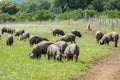 Pigs graze on farm in countryside of Badajoz, Extremadura Royalty Free Stock Photo