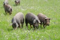 Pigs graze on farm in countryside of Badajoz, Extremadura Royalty Free Stock Photo