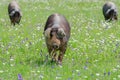 Pigs graze on farm in countryside of Badajoz, Extremadura Royalty Free Stock Photo