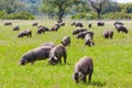 Pigs graze on farm in countryside of Badajoz Royalty Free Stock Photo