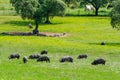 Pigs graze on farm in countryside of Badajoz Royalty Free Stock Photo