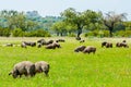 Pigs graze on farm in countryside of Badajoz Royalty Free Stock Photo