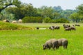 Pigs graze on farm in countryside of Badajoz Royalty Free Stock Photo