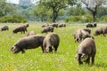 Pigs graze on farm in countryside of Badajoz Royalty Free Stock Photo