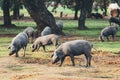 Pigs graze on farm in countryside of navalvillar de pela, Extremadura Royalty Free Stock Photo