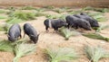 Pigs grazing through handmade brooms