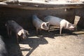 Pigs hiding in shade Royalty Free Stock Photo