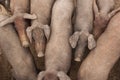 Pigs of the Iberian breed, Spain, Pata negra,