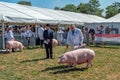 Pig Judging at the Hanbury Countryside Show, Worcestershire, England.