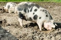 Domestic pigs, hog, squealer, snout and ears from freerange pig in species-appropriate husbandry Royalty Free Stock Photo