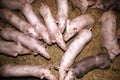Pigs living on organic farm. Pig on the farm. Pigs household Royalty Free Stock Photo
