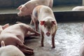 Pigs are lying after eating, they`re fat, pigs in pig farms Royalty Free Stock Photo