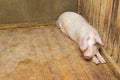 Pigs lying on the floor