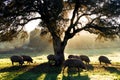 Pigs in montanera in the Dehesa in Extremadura eating acorns at dawn