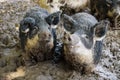 Pigs in mud