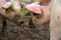Pigs in mud Royalty Free Stock Photo