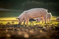 Pigs in an organic meat farm