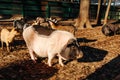 outdoor on hay and straw at farm in the village waiting for food. Chinese New Year 2019. Zodiac Pig - yellow earth pig Royalty Free Stock Photo