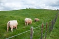 Pigs in paddock Royalty Free Stock Photo