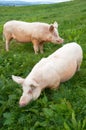 Pigs in paddock