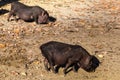 Pigs in a paddock at farm at countryside