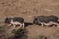 The pigs are pasturing on the farm, care of household pets. Warm summer and hard agrarian work in provinces