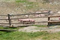 Pigs on a pig farm outdoor in animal friendly environment.