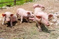 Pigs on a pig farm outdoor in animal friendly environment.