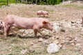 Pigs on a pig farm outdoor in animal friendly environment.