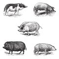 Pigs 1. Pig Siam. 2. Szalonta pig race. 3. Swine York. 4. Pork Essex. 5. Pork Norman race, vintage engraving