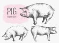 Pigs, piglets, sketches of Pets. Silhouettes drawn by hand, pen. An old-style illustration.