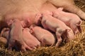 Pigs and piglets on the farm Royalty Free Stock Photo